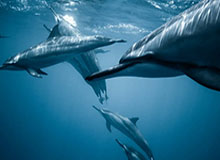 皇冠体育官方网站-哈登高效场场空砍 火箭留登计划进入破产倒计时？